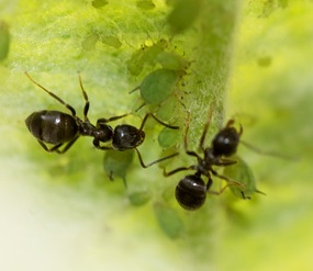 Ameisen: Arbeitsteilung zahlt sich am Ende aus (Foto: pixelio.de/Heinrich Linse)