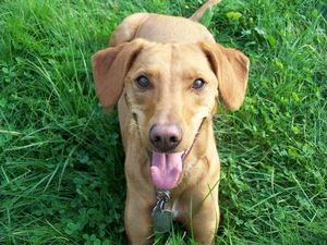 Jagdhund: Überbeanspruchung nicht förderlich (Foto: Jennifer Held, pixelio.de)