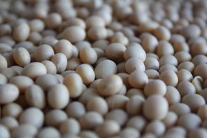 Soja: Wirkung bei Brustkrebs erforscht (Foto: pixelio.de, Benjamin Klack) Soja: Wirkung bei Brustkrebs erforscht (Foto: pixelio.de, Benjamin Klack)