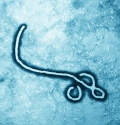 Ebola-Virus: Forscher finden neuen Behandlungsweg (Foto: uq.edu.au)