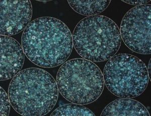 3D-Spären: bessere Forschung in der Zelle möglich (Foto: southampton.ac.uk) 3D-Spären: bessere Forschung in der Zelle möglich (Foto: southampton.ac.uk)