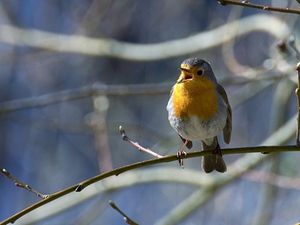 Rotkehlchen: brütet längst nicht alle Eier aus (Foto: pixelio.de, Rudolpho Duba) Rotkehlchen: brütet längst nicht alle Eier aus (Foto: pixelio.de, Rudolpho Duba)