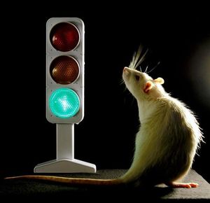 Ampel und Ratte: Forscher testen Reaktion (Foto: Michael Veit, uni-freiburg.de)