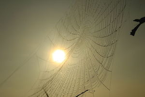 Spinnennetz: Knoten sind besser als Schleifen (Foto: pixelio.de/Uschi Dreiucker)