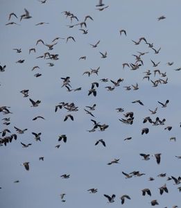 Vögel: Mehr wärmeliebende Arten kommen (Foto: Wolfgang Henkes)