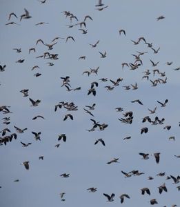 Vögel: Mehr wärmeliebende Arten kommen (Foto: Wolfgang Henkes)