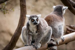 Lemuren: Die Tiere sind vom Aussterben bedroht (Foto: flickr.com/Paul Hudson)