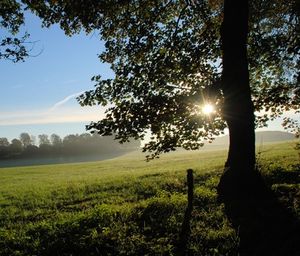 Baum auf Wiese: System überwacht Wald (Foto: pixelio.de, Alfred Borchard)