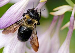 Bienen: Ihre Flügel sind das Vorbild (Foto: flickr.com/Mark Turnauckas)