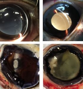 Neues Hydrogel (links) bleibt transparent (Foto: Takamasa Sakai, u-tokyo.ac.jp)