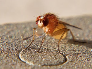 Fruchtfliege: ein ideales Modell für Forscher (Foto: pixelio.de, Alwin Gasser)