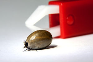 Zecke: Befallene Ziegen übertragen FSME (Foto: pixelio.de, Thorben Wengert)