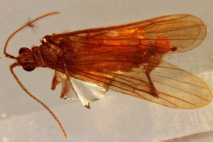 Taumelflügler: Sensationsfund in Berlin (Foto: naturkundemuseum.berlin)
