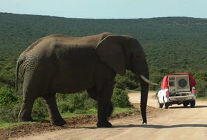 Elefantenbulle wird mit Playback konfrontiert (Foto: Anton Baotic, univie.ac.at)
