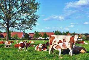 Kühe: perfekte Weidebedingungen gesucht (Foto: pixelio.de/Andreas Hermsdorf)