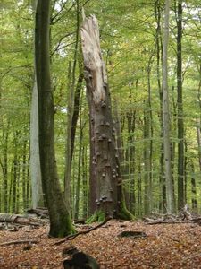 Toter Baum: Dieser ist geeignet für Bio-Ölgewinnung (Foto: pixelio.de/Marita)