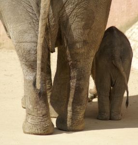 Elefantenkuh mit Nachwuchs: Herpes-Checks wichtig (Foto: Johannes-D./pixelio.de)