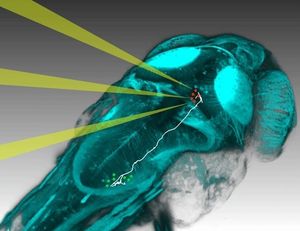 Nervenzellen von Zebrafischlarven steuerbar (Foto: dal Maschio, neuro.mpg.de)