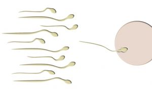 Spermien: MRS-Analyse erkennt die Qualität (Foto: Thommy Weiss/pixelio.de)