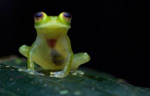 Sichtbares Herz beim durchsichtigen Frosch (Foto: twitter.com/Jaime_Culebras)