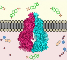 ABCG2 (Bild: ETH Zürich, Scott Jackson, Ioannis Manolaridis, Kaspar Locher)