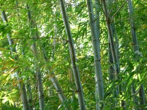 Bambus: Material bald künstlich herstellbar (Foto: pixelio.de/Manfred Schütze)
