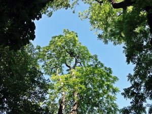 Esche: Bestand in Colorado durch Käfer gefährdet (Foto: Luise, pixelio.de)