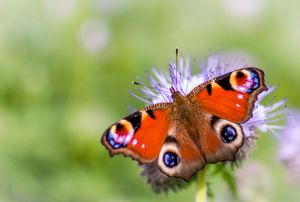 Schmetterling: bunte Flügel als Vorbild für Forscher (Foto: flickr.com/sonder3)