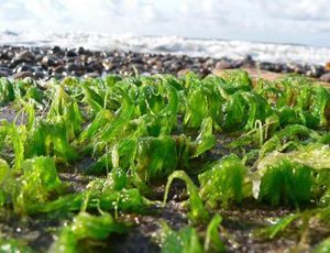 Algen: künstliche Algen werden untersucht (Foto_ pixelio.de/später)