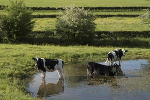 Hitzestress: Auch die Tiere leiden (© Fotowiermans)