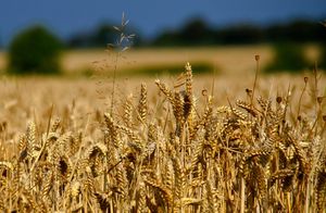 Eiweißmangel: Nährwert von Weizen sinkt (Foto: flickr.com/Jon Bunting)