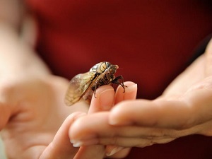 Prärie-Zikade: Weist Wasser sehr gut ab (Foto: Catherine Dana)