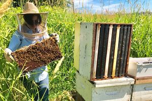 Pooyanfar bei Kontrolle: Neues System als Hoffnung für Bienen (Foto: sfu.com)