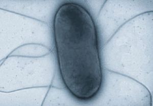 Widerstandsfähig: Salmonellen unter dem Mikroskop (Foto: HZI/Manfred Rohde)