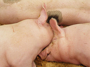 Schweine: Preis seit 2014 um 90 Prozent gestiegen (Foto: Andrea Damm/pixelio.de)