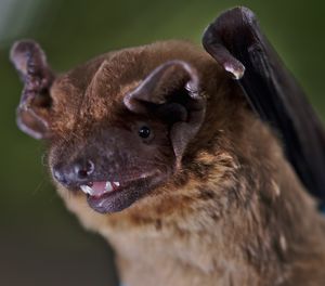 Großer Abendsegler: Tiere nutzen den Luftdruck (Foto: orn.mpg.de, K. Safi)