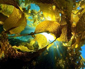 Riesentang im Meer als Biosprit (Foto: Melissa Ward/universityofcalifornia.edu)