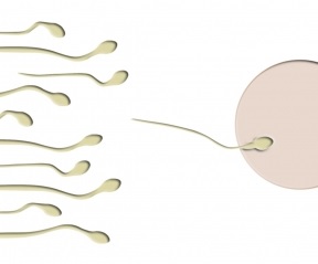 Natürliche Befruchtung von Eizelle (schematisch) (Bild: Thommy Weiss/pixelio.de)