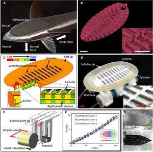 Schiffshalter-Bioroboter aus Peking vorgestellt (Kollage: ev.buaa.edu.cn)