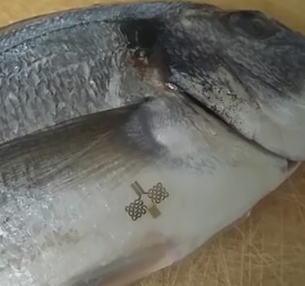 Auf Fisch angebrachter Sensor überwacht die Kühlung (Foto: ethz.ch, Simon Zogg)