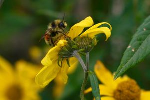 Hummel: Klimawandel verringert Futterangebot (Foto: Jane Ogilvie)