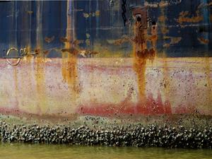 Biofouling am Rumpf: Neuer Speziallack schützt (Foto: corporate.evonik.de) Biofouling am Rumpf: Neuer Speziallack schützt (Foto: corporate.evonik.de)