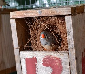 Zebrafinken-Mutter: Küken ordnen Gerüche klar zu (Foto: uni-bielefeld.de)