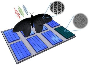 Flügel als Energielieferant (Grafik: Radwanul H. Siddique, KIT/CalTech)