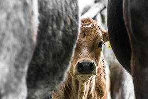 Kuh im Stall: Medikamente werden vermerkt (Foto: pixelio.de, Radka Schöne)
