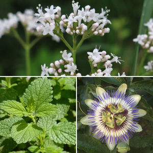 Baldrian, Melisse & Passionsblume (© wikimedia/NobbiP, © wikimedia/Jamain)