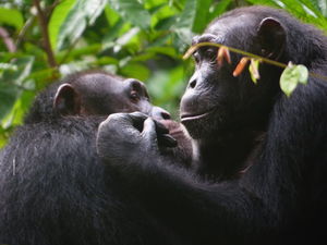 Schimpansen bei der gegenseitigen Fellpflege (Foto: A. Mielke)
