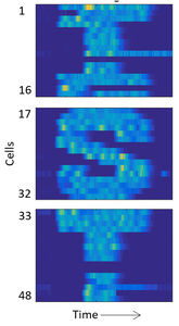Genexpression digital entlang vorgegebener Verläufe geleitet (Foto: Remy Chait)