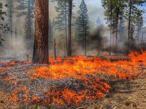 Feuer in einem Nadelwald ist oft ein Klimakiller (Foto: Adam Pellegrini)
