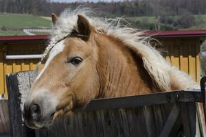 Pferd: Stammzellen auch in der Gebärmutterschleimhaut (Foto: vetmeduni.ac.at)